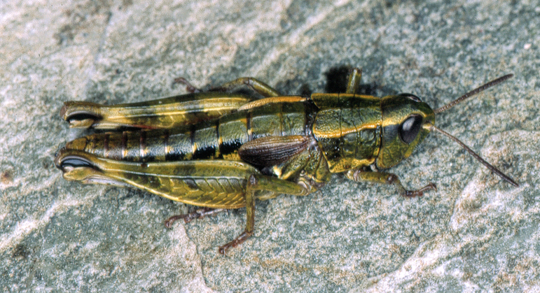 Sigaus australis New Zealand grasshopper